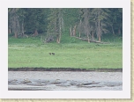 Wyoming2008 499zoom * Wolves in Lamar Valley! * Wolves in Lamar Valley! * 788 x 575 * (343KB)